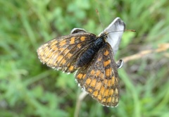 Melitaea aurelia