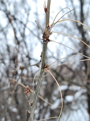 Caragana arborescens