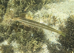 Cheilio inermis