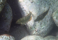 Notolabrus gymnogenis