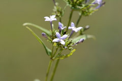 Conostomium natalense