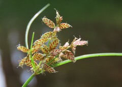 Cyperus diandrus