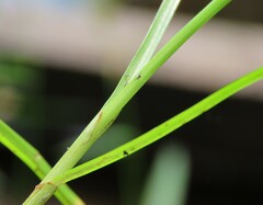 Cyperus diandrus
