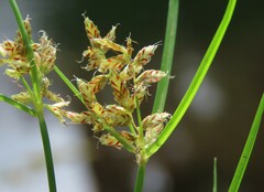 Cyperus diandrus