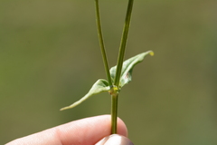 Conostomium natalense