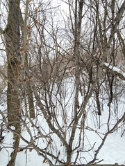 Caragana arborescens
