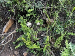 Haemanthus humilis hirsutus