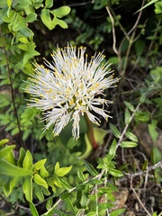 Haemanthus humilis hirsutus