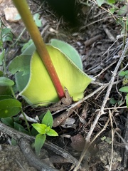 Haemanthus humilis hirsutus