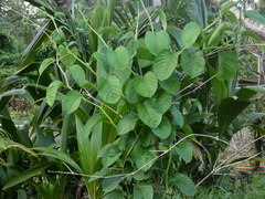 Passiflora quadrangularis