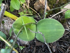 Haemanthus humilis hirsutus