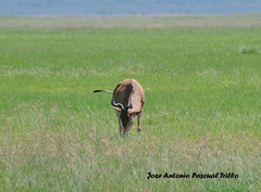 Alcelaphus buselaphus cokii