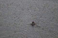 Tachyeres patachonicus