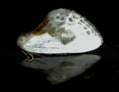 Cilix glaucata