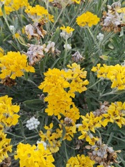 Psilostrophe gnaphalodes