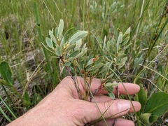 Salix pedicellaris