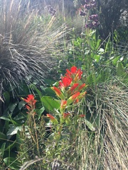 Castilleja fissifolia