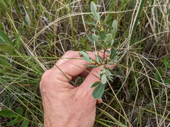 Salix pedicellaris
