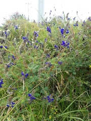 Dalea coerulea
