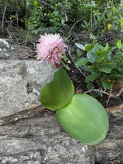 Haemanthus humilis hirsutus