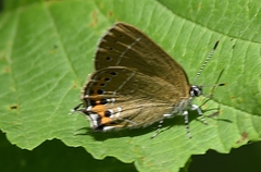 Satyrium pruni