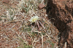Echinofossulocactus phyllacanthus