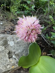 Haemanthus humilis hirsutus