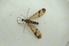 Mecoptera