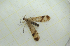 Mecoptera