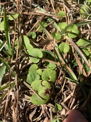 Dichondra
