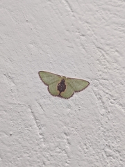 Synchlora astraeoides