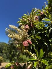 Terminalia phanerophlebia