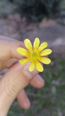 Ranunculus bullatus