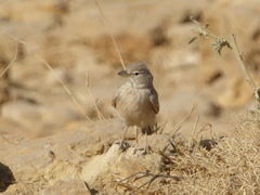Ammomanes deserti