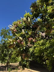 Terminalia phanerophlebia