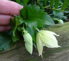 Clematis cirrhosa
