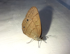 Hermeuptychia hermes