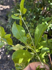Terminalia phanerophlebia