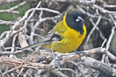 Icterus graduacauda