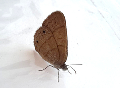 Hermeuptychia hermes