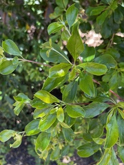 Terminalia phanerophlebia