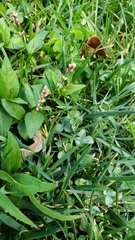 Persicaria longiseta