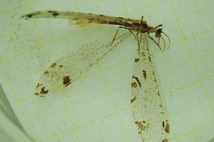 Dendroleon pantherinus