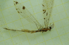 Dendroleon pantherinus