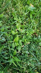 Persicaria longiseta