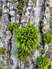 Racomitrium aciculare