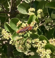 Sphex latreillei
