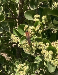 Sphex latreillei