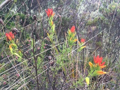 Castilleja fissifolia