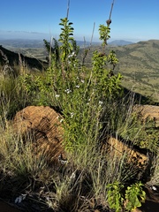 Conostomium natalense